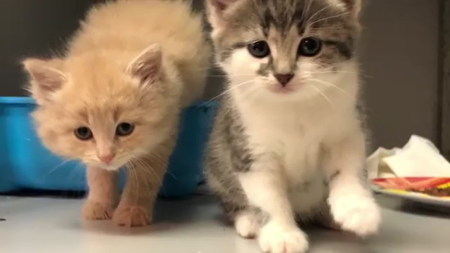 Dierentehuis zoekt voor kittens |